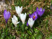 Zweifarbige Krokusgruppe